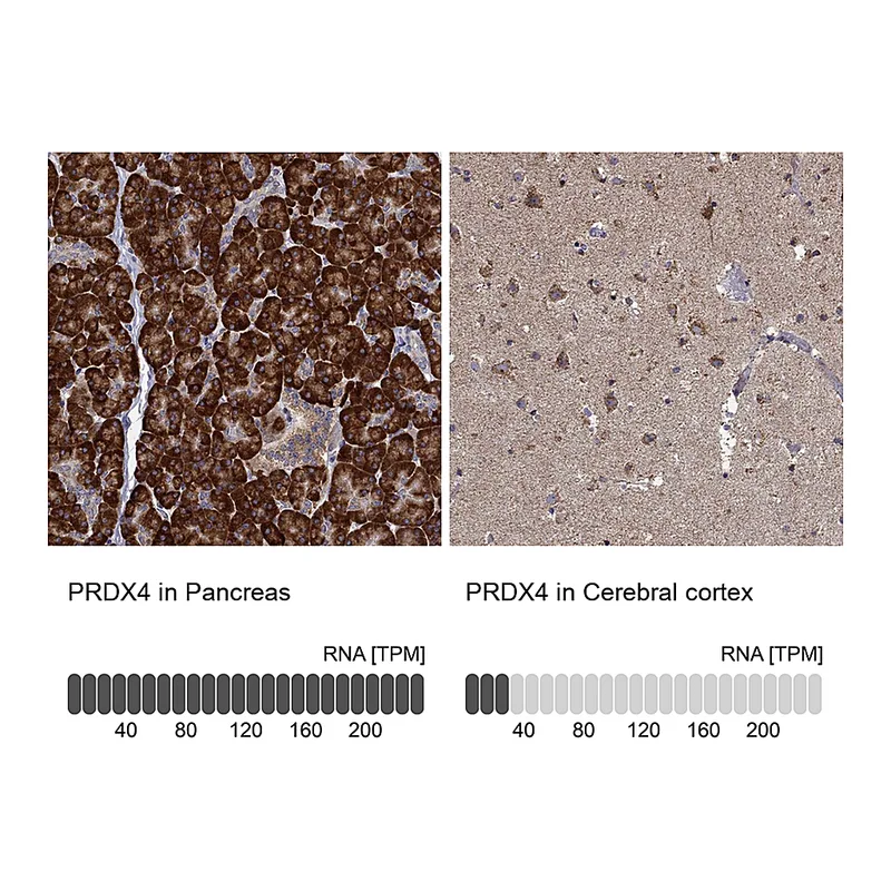 Atlas Antibodies Anti-PRDX4 Antibody