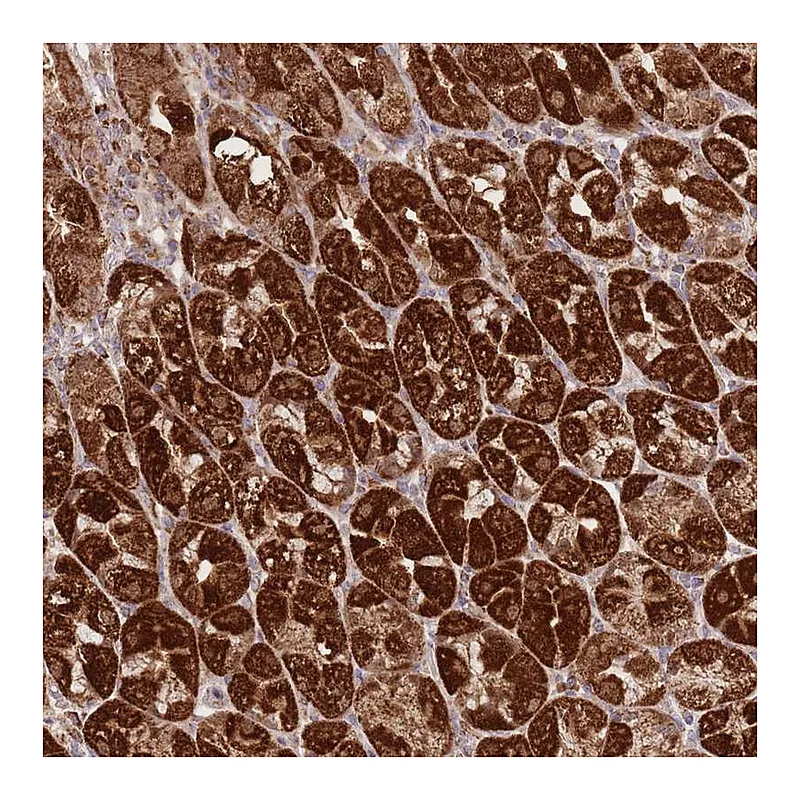 Atlas Antibodies Anti-PREP Antibody