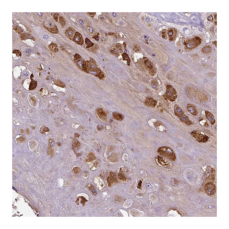 Atlas Antibodies Anti-PRG2 Antibody