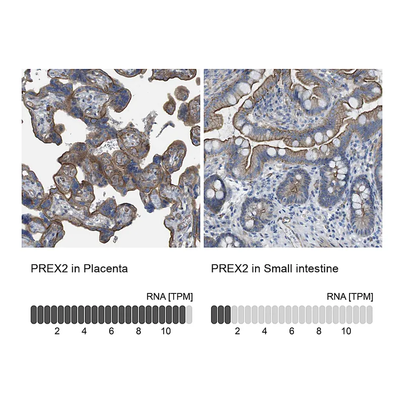 Atlas Antibodies Anti-PREX2 Antibody