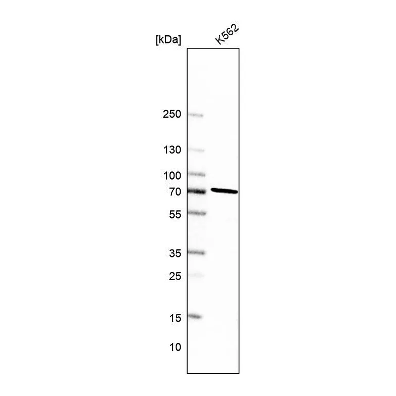 Atlas Antibodies Anti-PREP Antibody