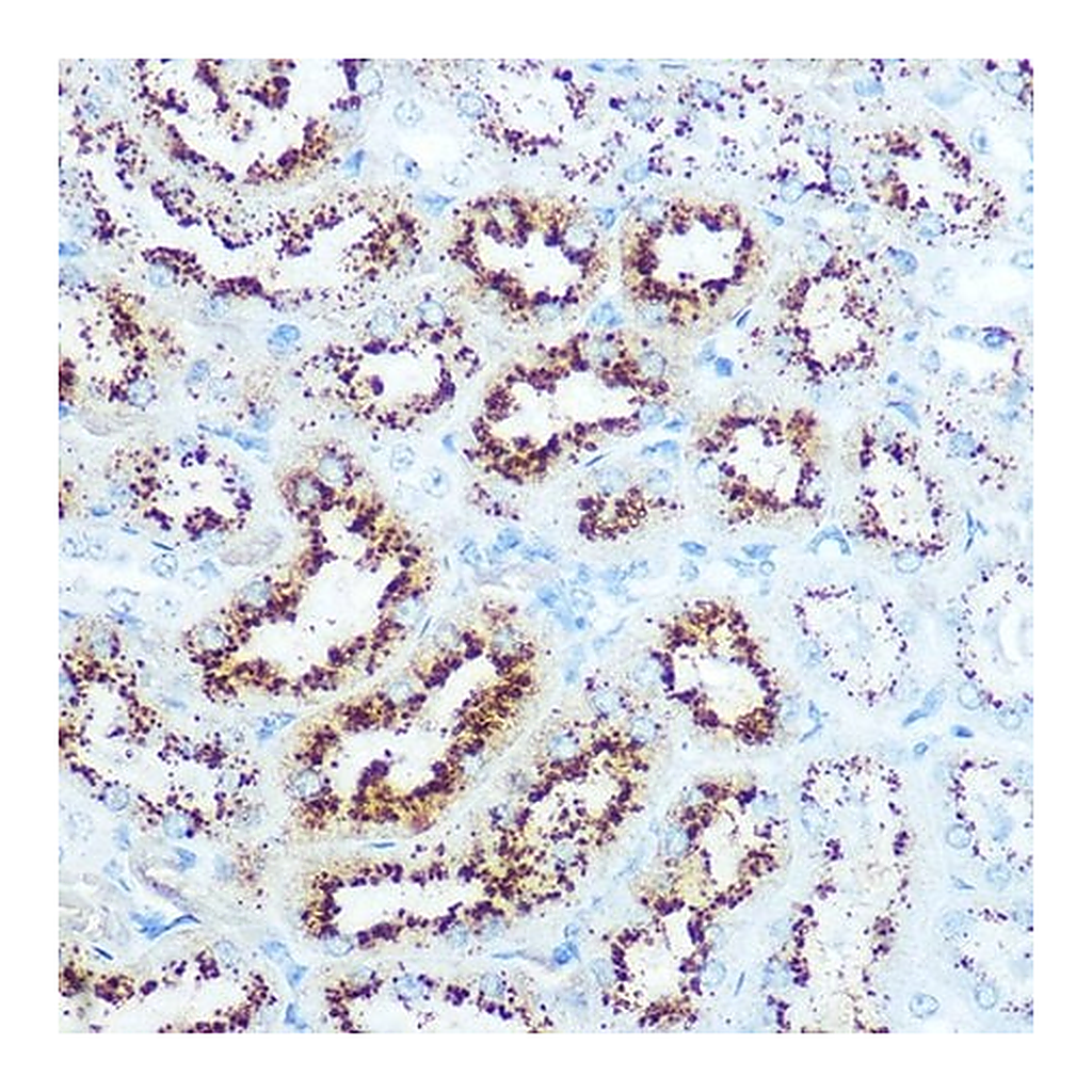 Merck Anti-IGF1 antibody produced in rabbit