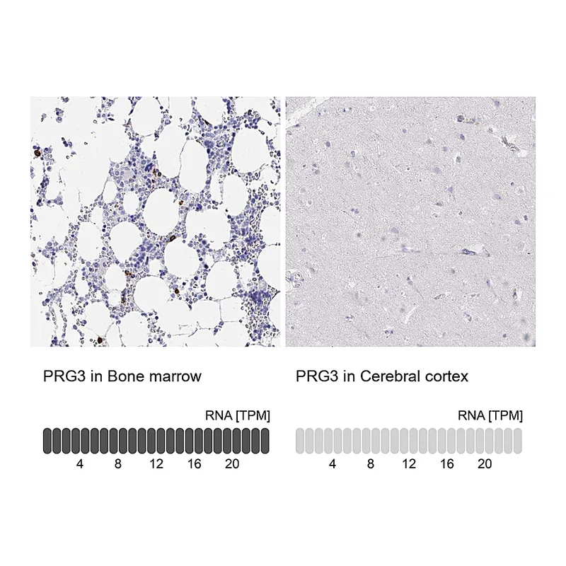 Atlas Antibodies Anti-PRG3 Antibody