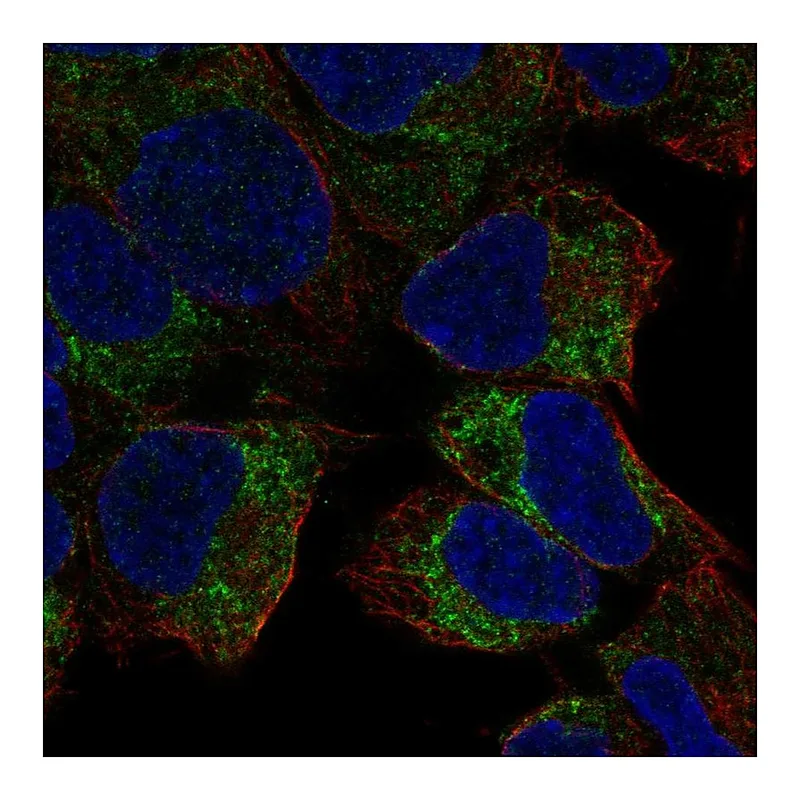 Atlas Antibodies Anti-PREX2 Antibody