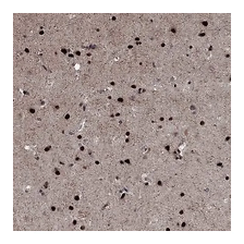 Atlas Antibodies Anti-PRICKLE4 Antibody