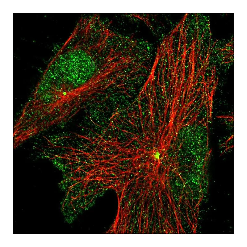 Atlas Antibodies Anti-PRICKLE3 Antibody