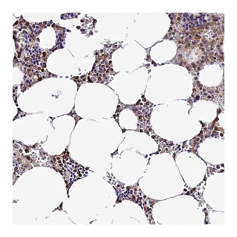 Atlas Antibodies Anti-PRIM1 Antibody