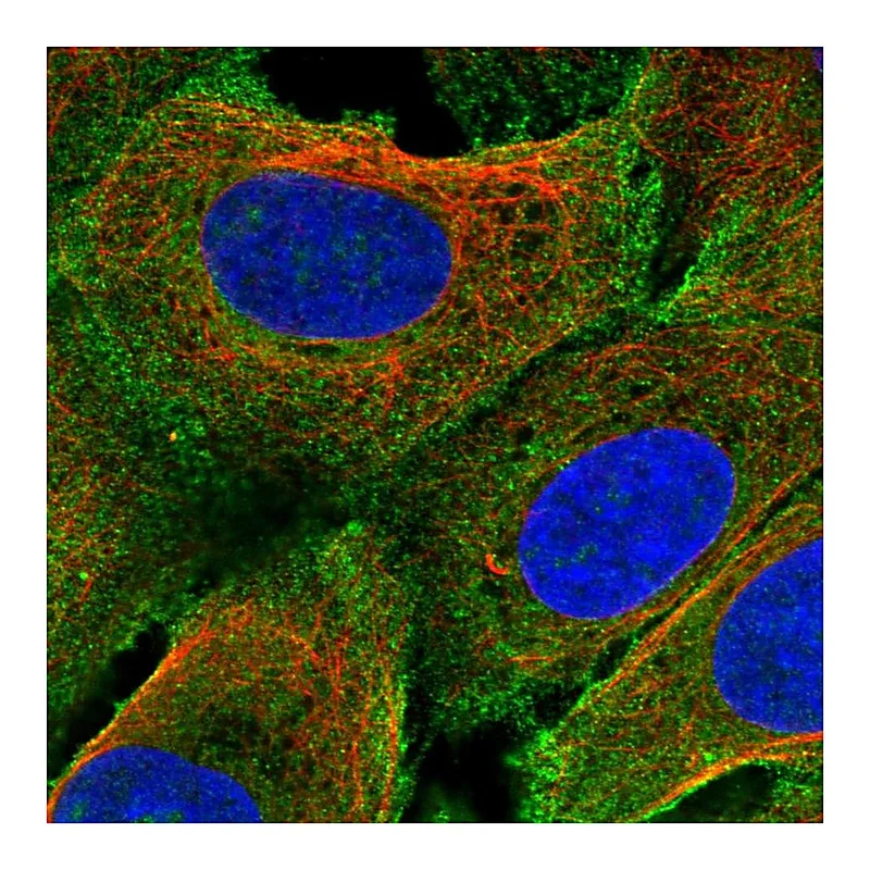 Atlas Antibodies Anti-PRIMA1 Antibody
