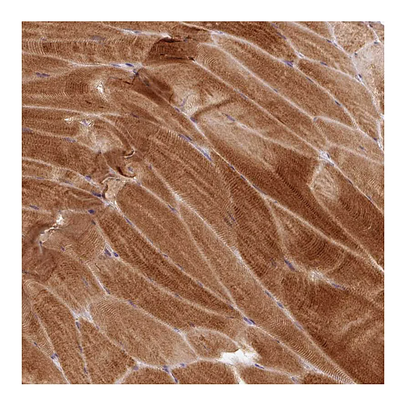 Atlas Antibodies Anti-PRKAA2 Antibody