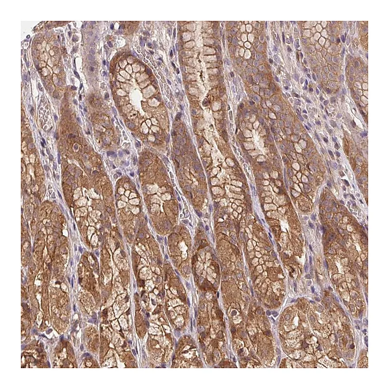 Atlas Antibodies Anti-PRKAA1 Antibody