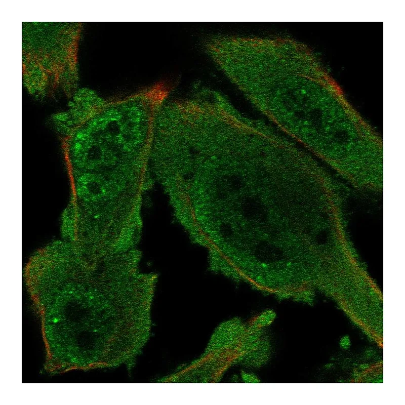 Atlas Antibodies Anti-PRKAG1 Antibody