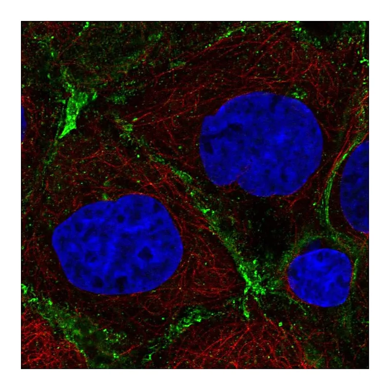 Atlas Antibodies Anti-PRKCDBP Antibody