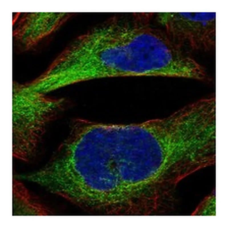 Atlas Antibodies Anti-PRKCE Antibody