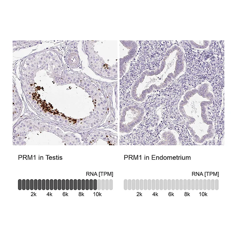 Atlas Antibodies Anti-PRM1 Antibody