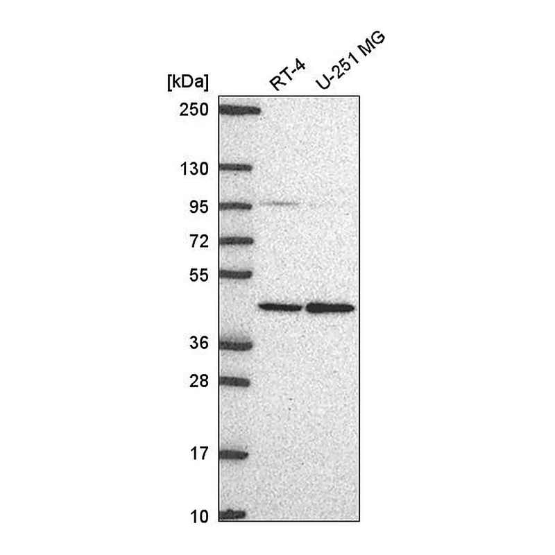 Atlas Antibodies Anti-PRMT1 Antibody