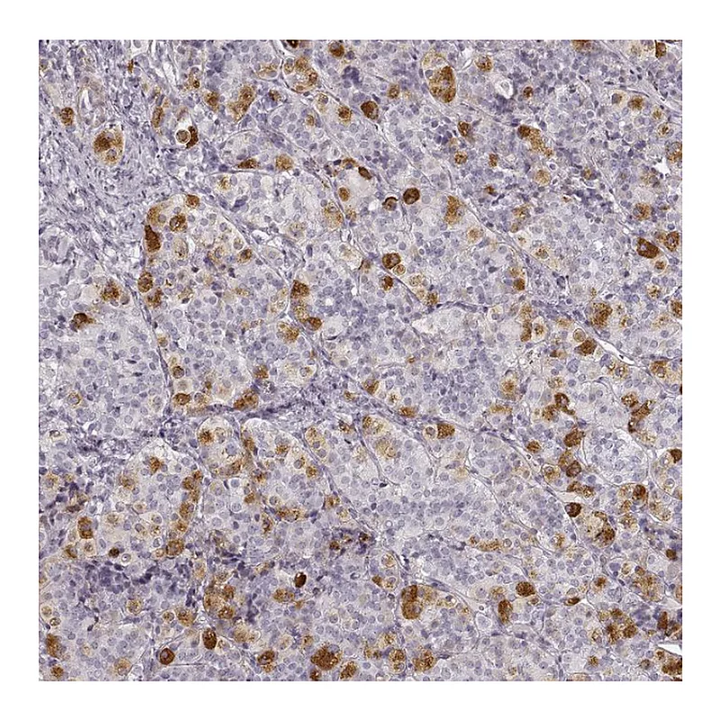 Atlas Antibodies Anti-PRLHR Antibody