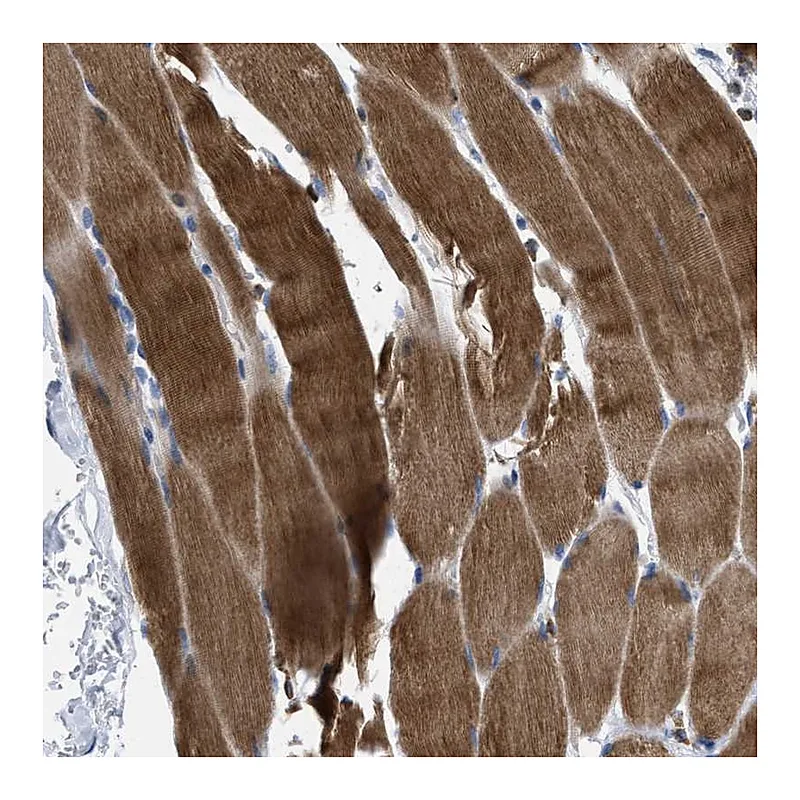 Atlas Antibodies Anti-PRMT2 Antibody