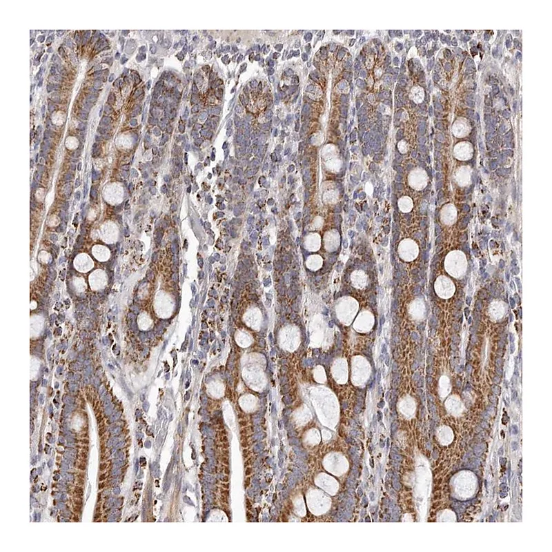 Atlas Antibodies Anti-PRMT2 Antibody