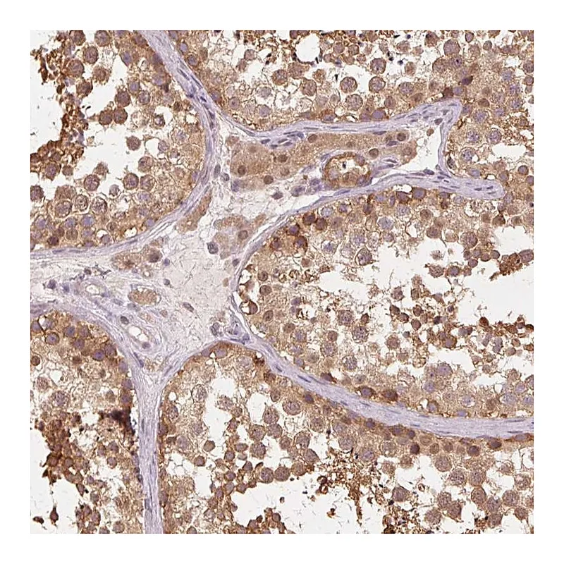 Atlas Antibodies Anti-PRMT5 Antibody