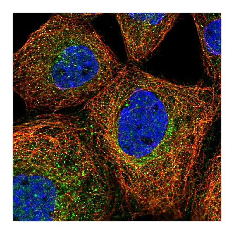 Atlas Antibodies Anti-PRMT9 Antibody