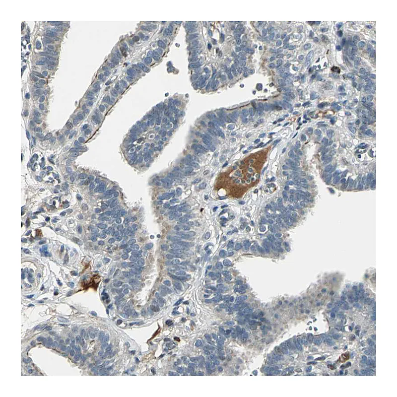 Atlas Antibodies Anti-PROC Antibody