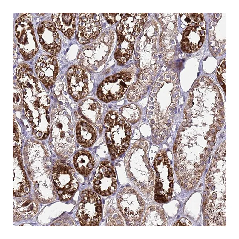 Atlas Antibodies Anti-PRODH Antibody