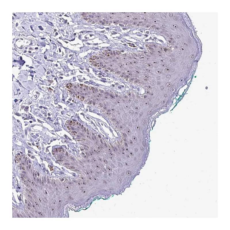 Atlas Antibodies Anti-PROSER1 Antibody