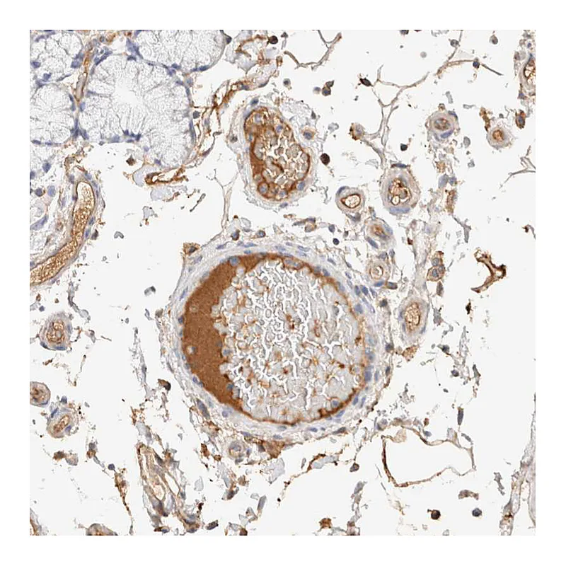 Atlas Antibodies Anti-PROS1 Antibody