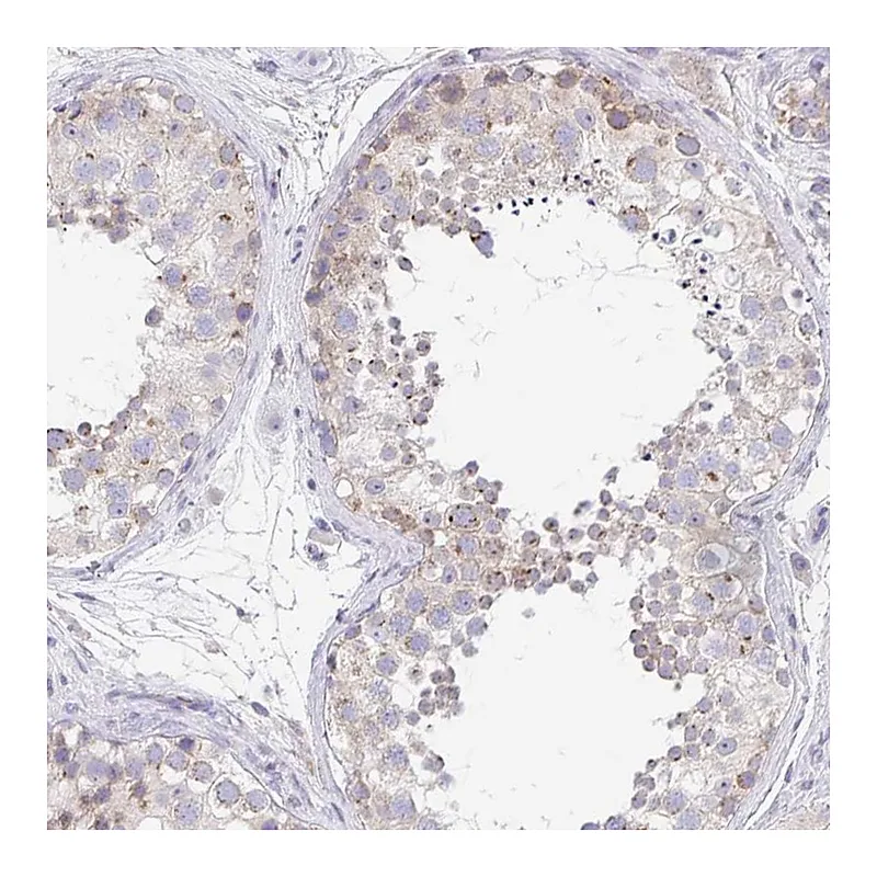 Atlas Antibodies Anti-PROSER3 Antibody