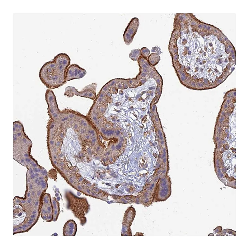 Atlas Antibodies Anti-PROX2 Antibody