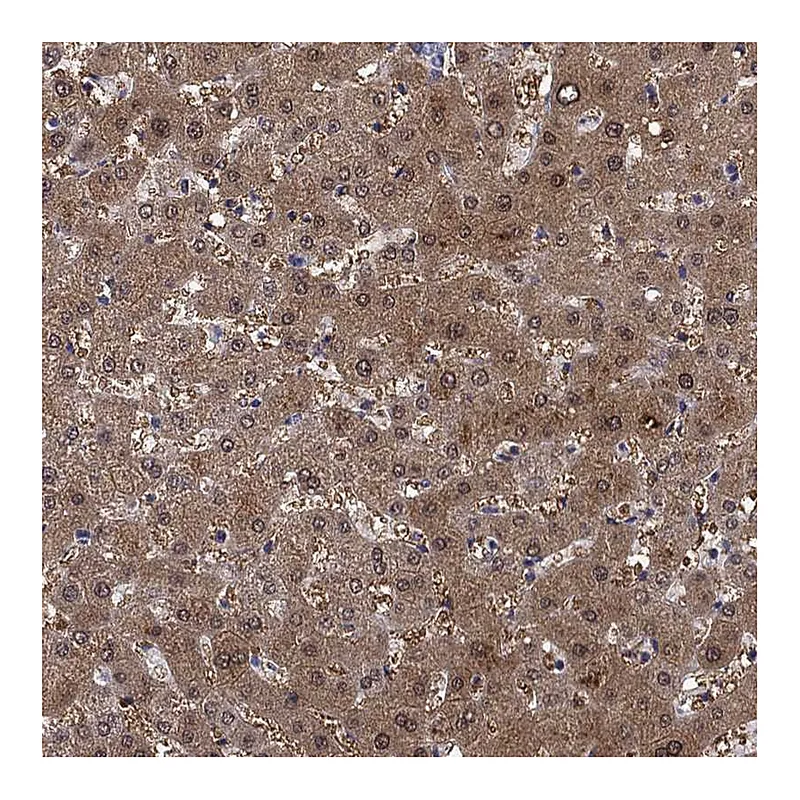 Atlas Antibodies Anti-PROZ Antibody