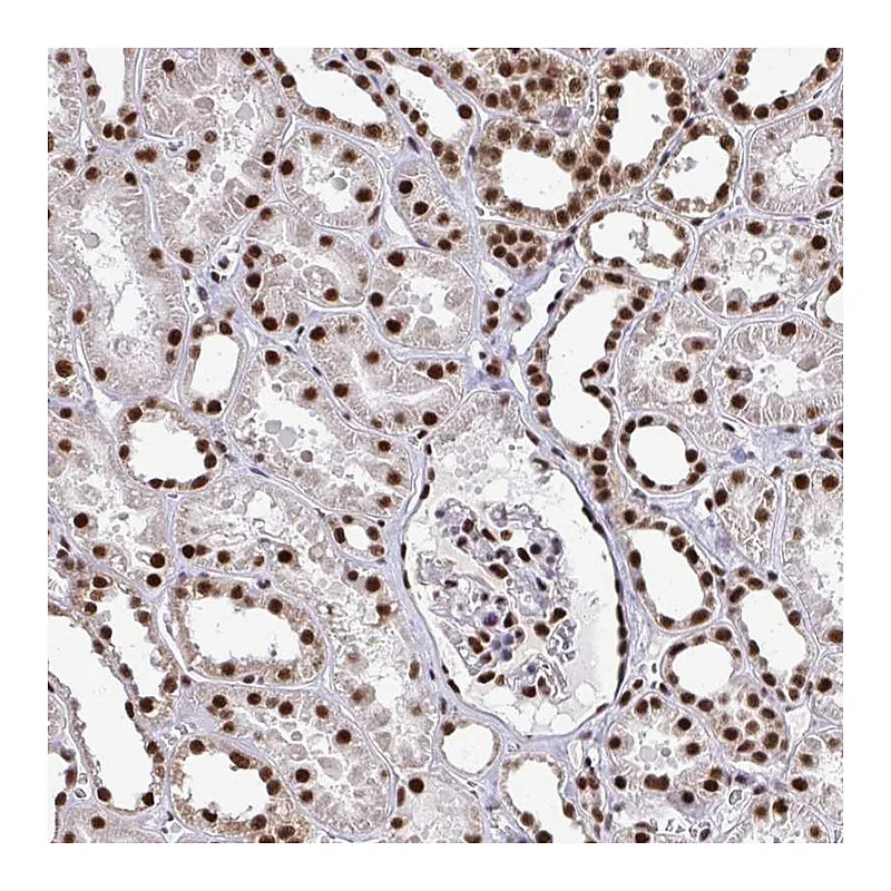 Atlas Antibodies Anti-PRPF19 Antibody