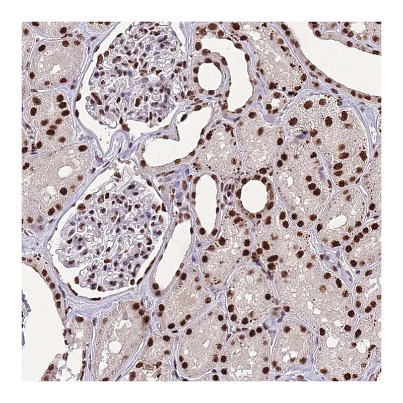 Atlas Antibodies Anti-PRPF19 Antibody