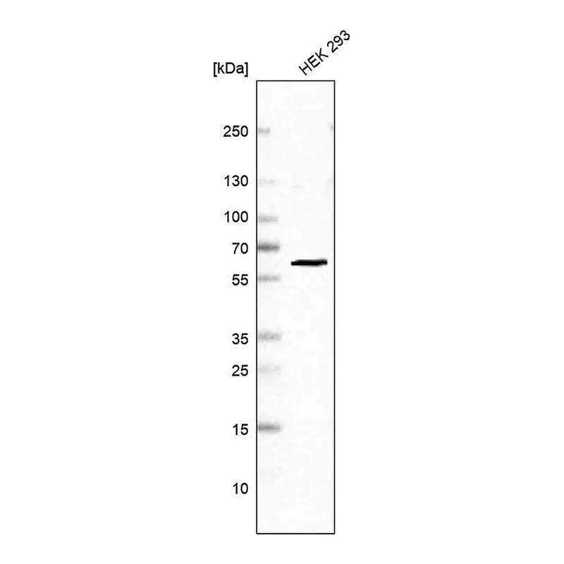 Atlas Antibodies Anti-PRPF31 Antibody