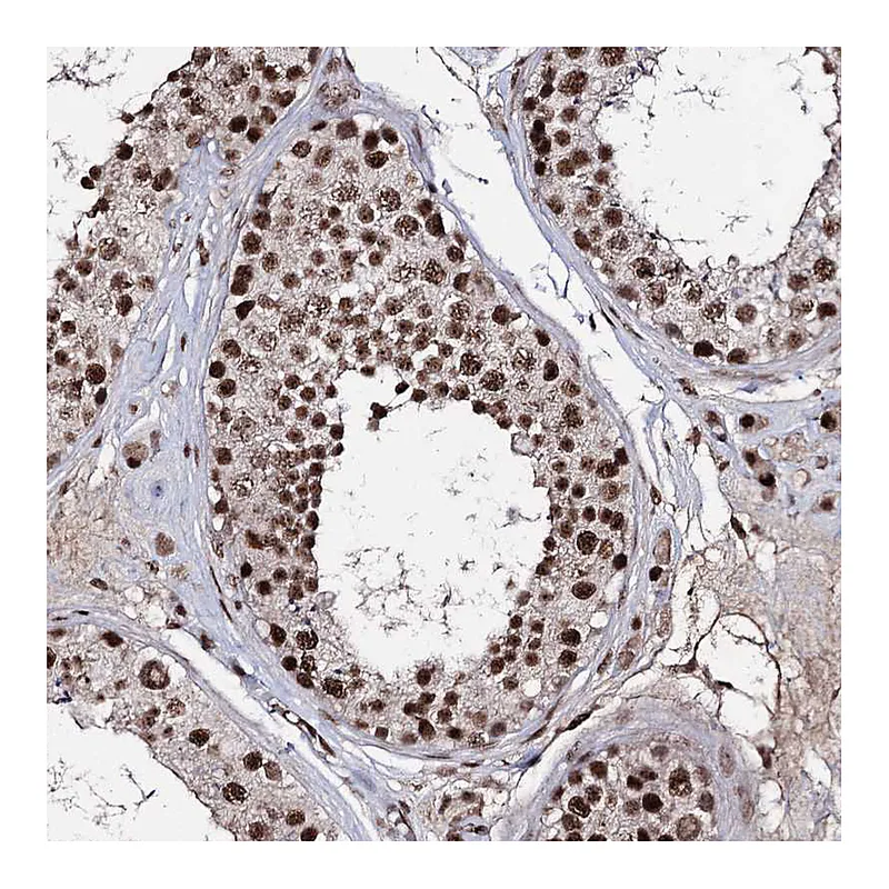Atlas Antibodies Anti-PRPF40A Antibody