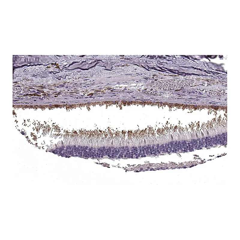 Atlas Antibodies Anti-PRPH2 Antibody