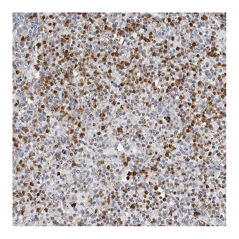 Atlas Antibodies Anti-PRR12 Antibody