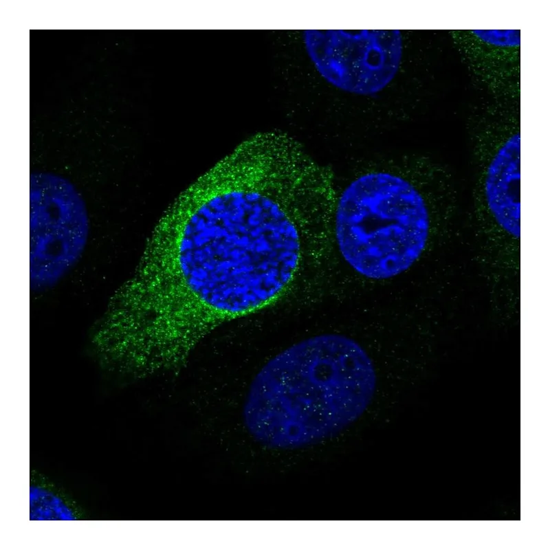 Atlas Antibodies Anti-PRR11 Antibody