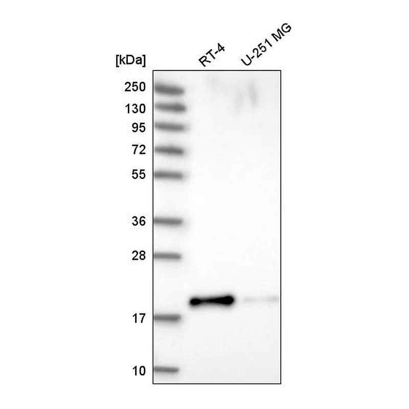 Atlas Antibodies Anti-PRR13 Antibody