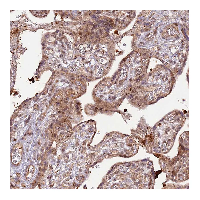 Atlas Antibodies Anti-PRR16 Antibody