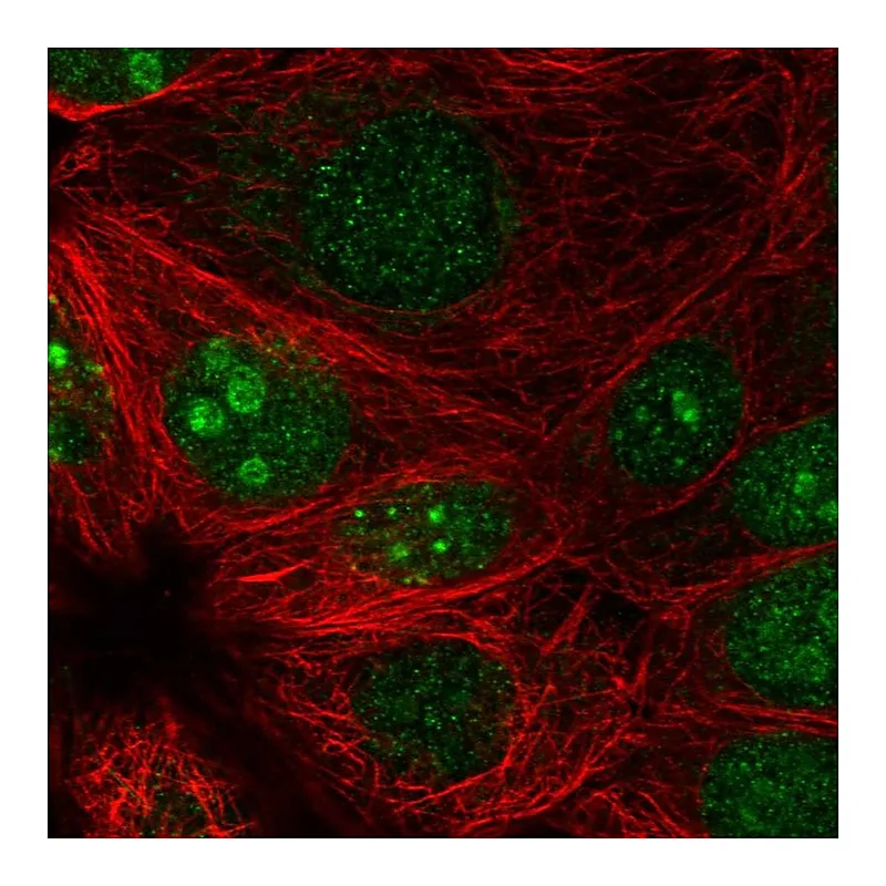 Atlas Antibodies Anti-PRR19 Antibody