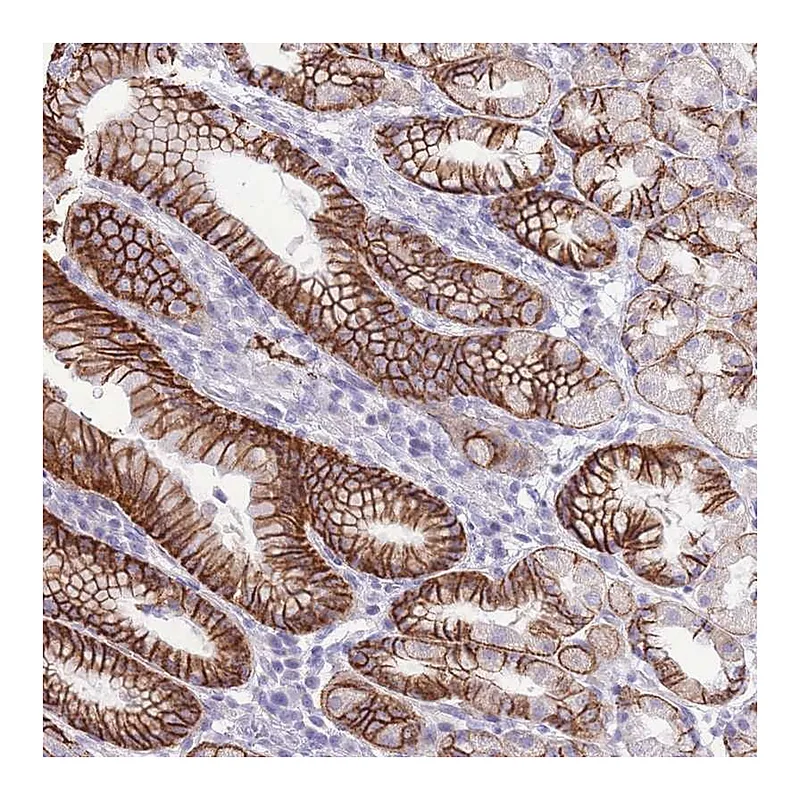 Atlas Antibodies Anti-PRR23A Antibody