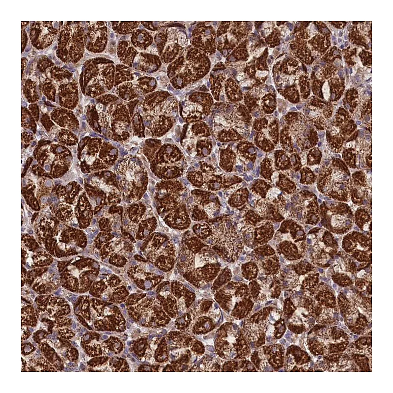 Atlas Antibodies Anti-PRR25 Antibody