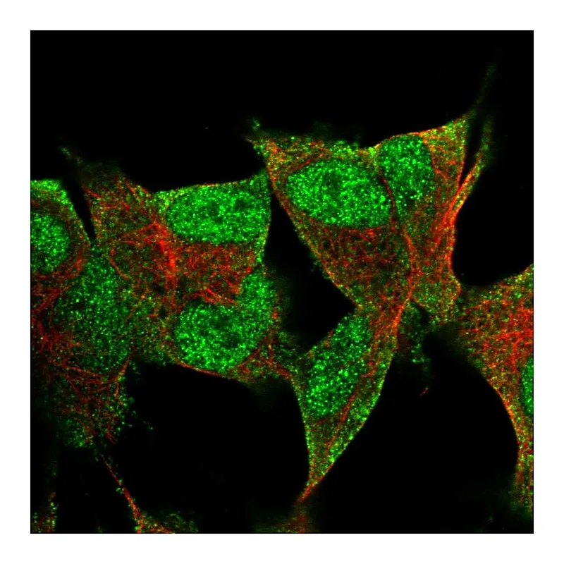 Atlas Antibodies Anti-PRR3 Antibody