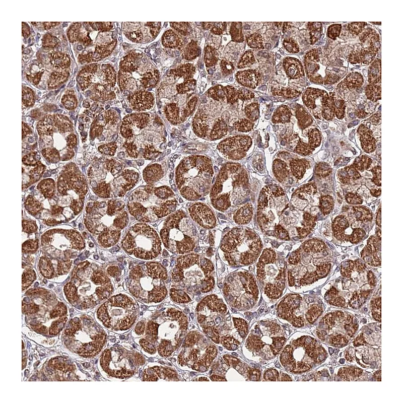 Atlas Antibodies Anti-PRR7 Antibody