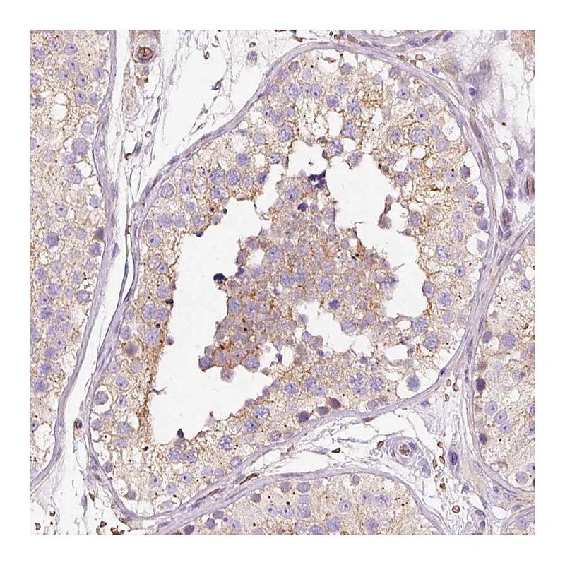 Atlas Antibodies Anti-PRRC2A Antibody