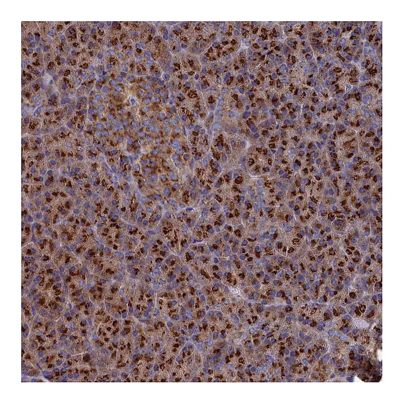 Atlas Antibodies Anti-PRRC1 Antibody