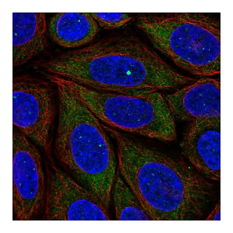Atlas Antibodies Anti-PRRC2B Antibody