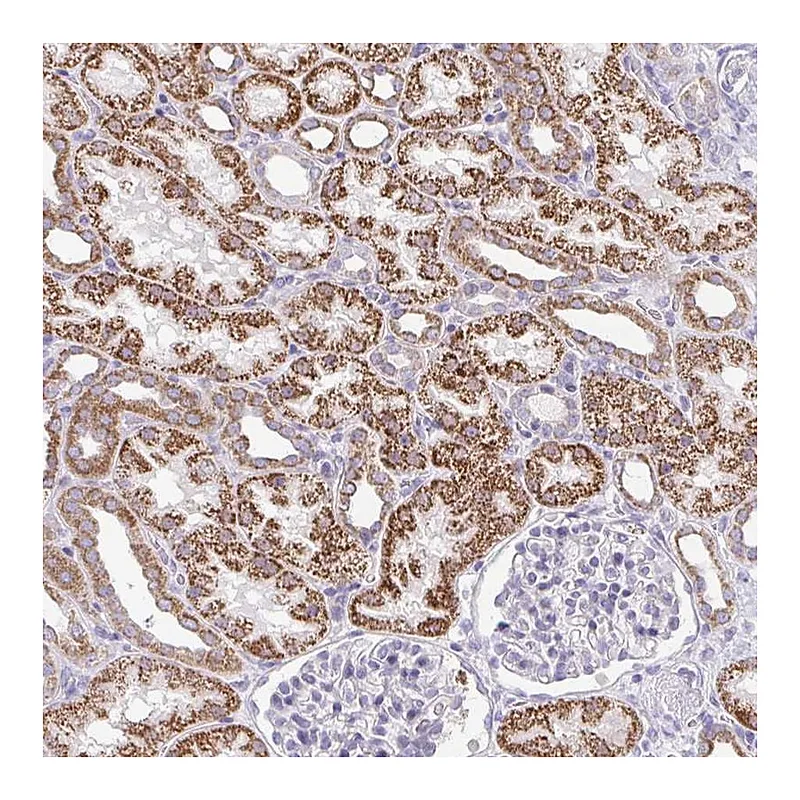 Atlas Antibodies Anti-PRRG3 Antibody