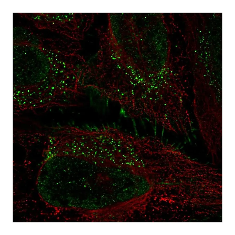 Atlas Antibodies Anti-PRRG1 Antibody